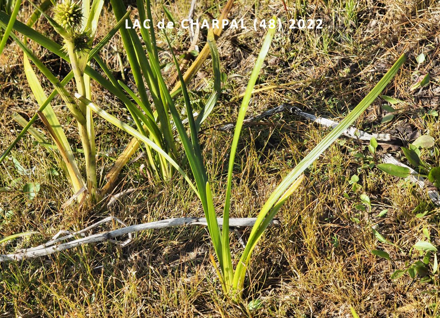 Bur-weed, Unbranched leaf